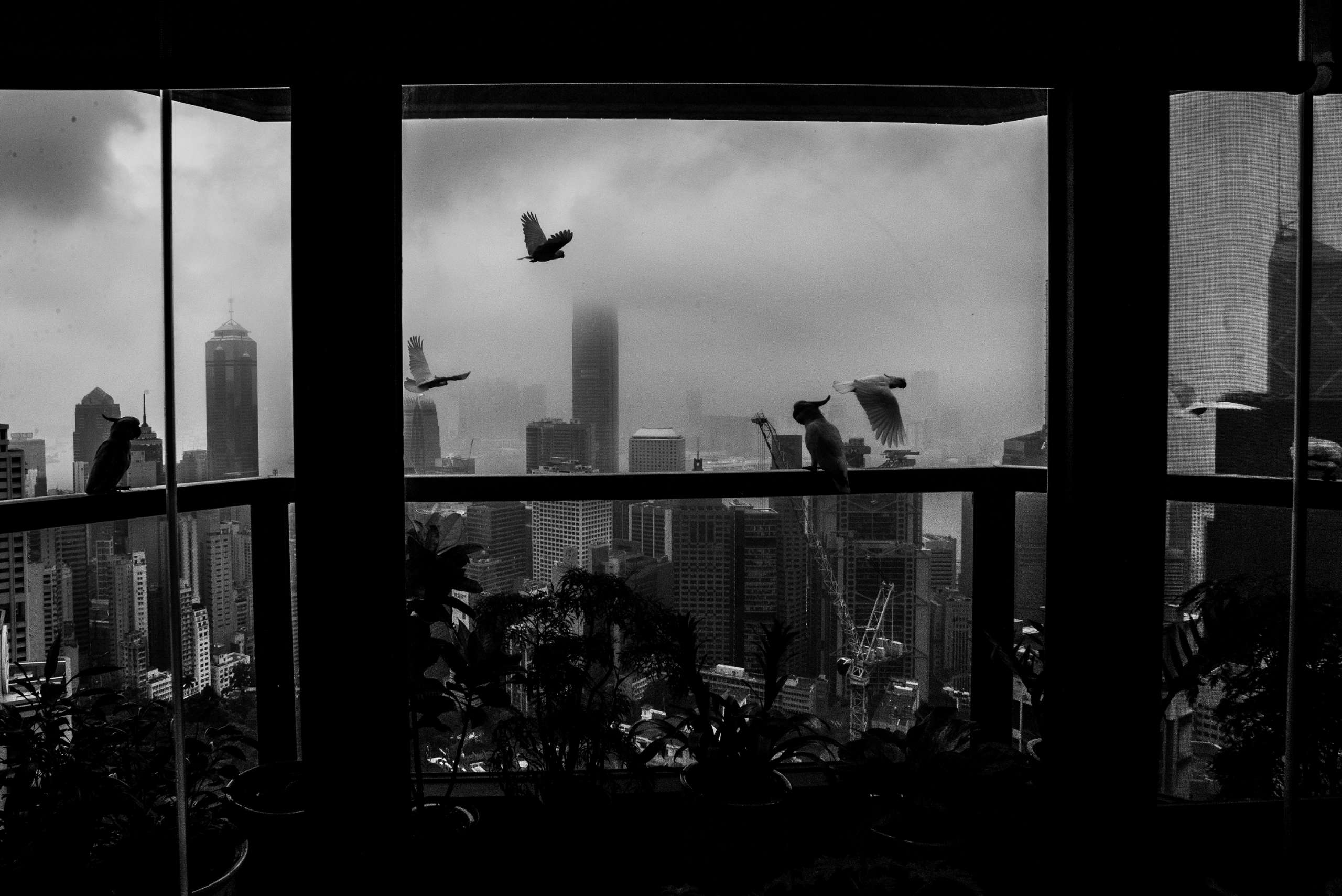 Wild birds fly outside and rest on the window sill of the apartment in Hong Kong where Georgia has been working for Kathryn for 20 years. April 29, 2013