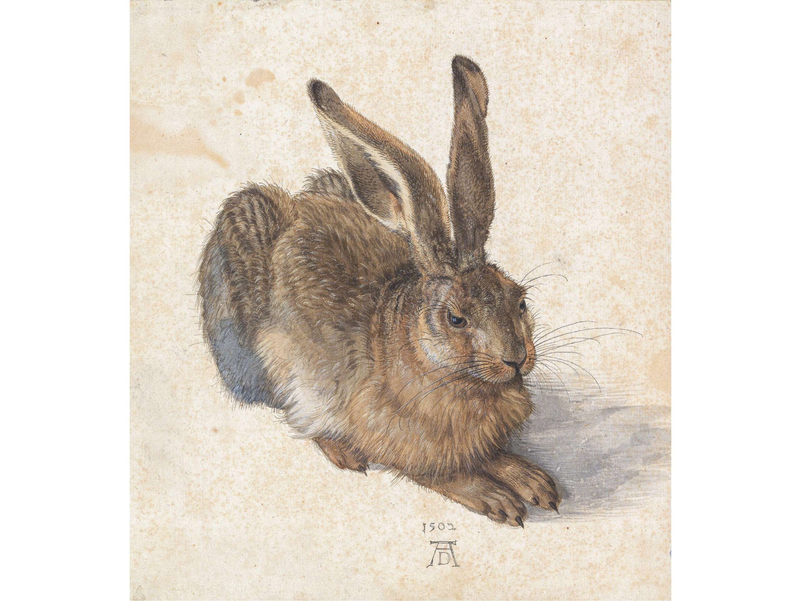 （ Feldhase, Albrecht Dürer, 1502 ）