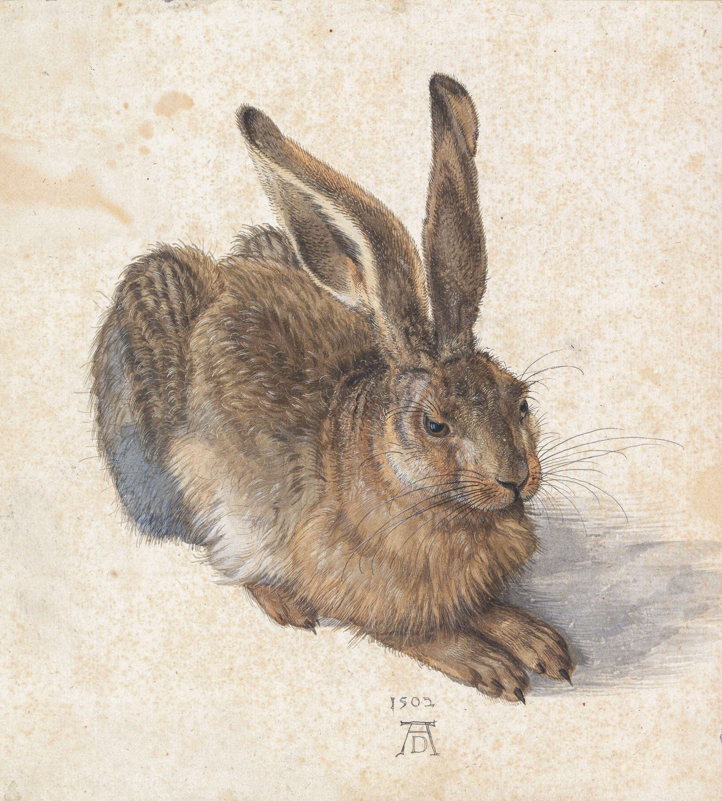 2FK0EHW Albrecht Durer, Young Hare, watercolor paint on paper, 1502, Albertina Museum, Vienna, Austria