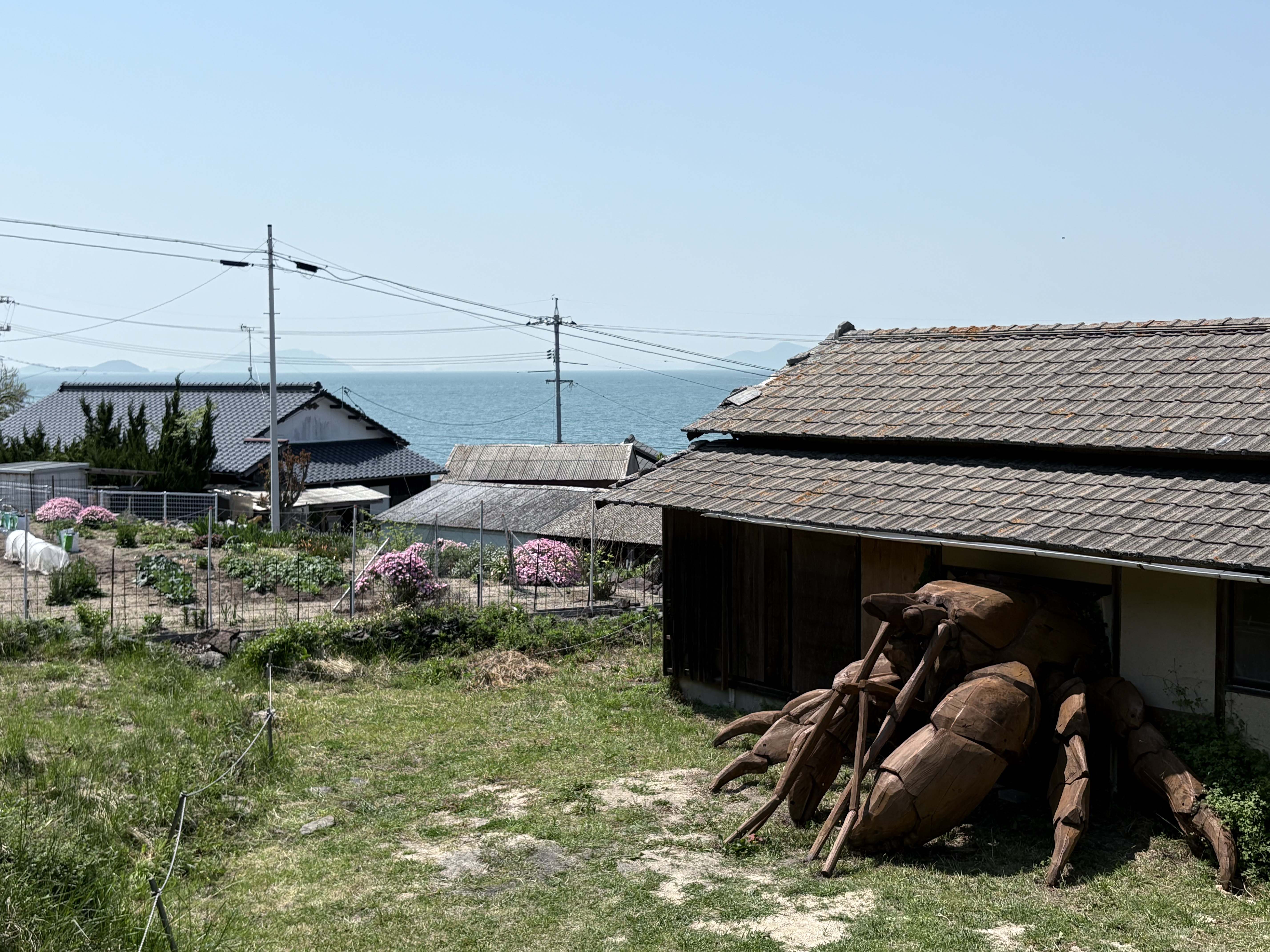 小豆島寄居蟹