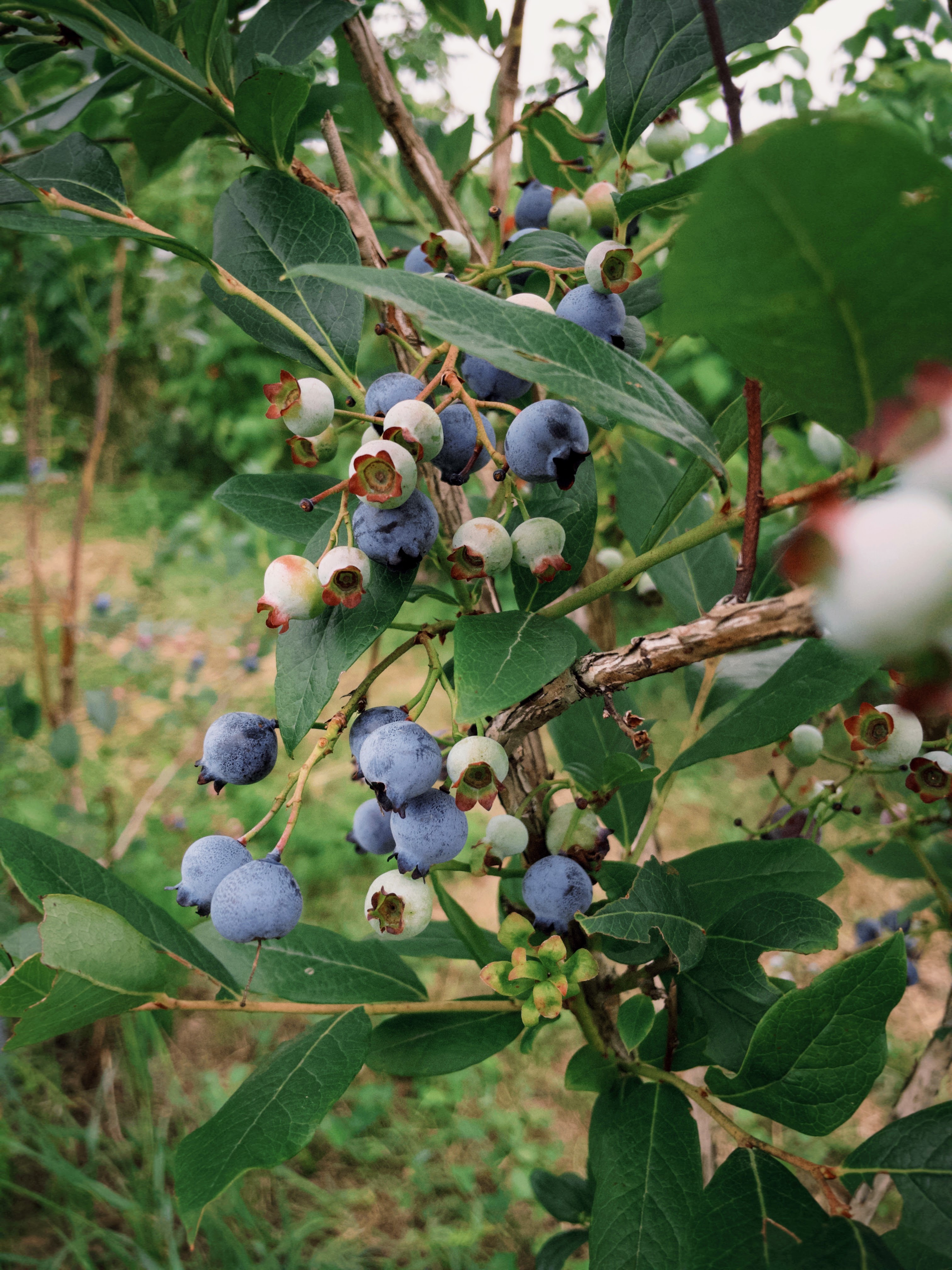 fxn 2025-07-30 124704.309