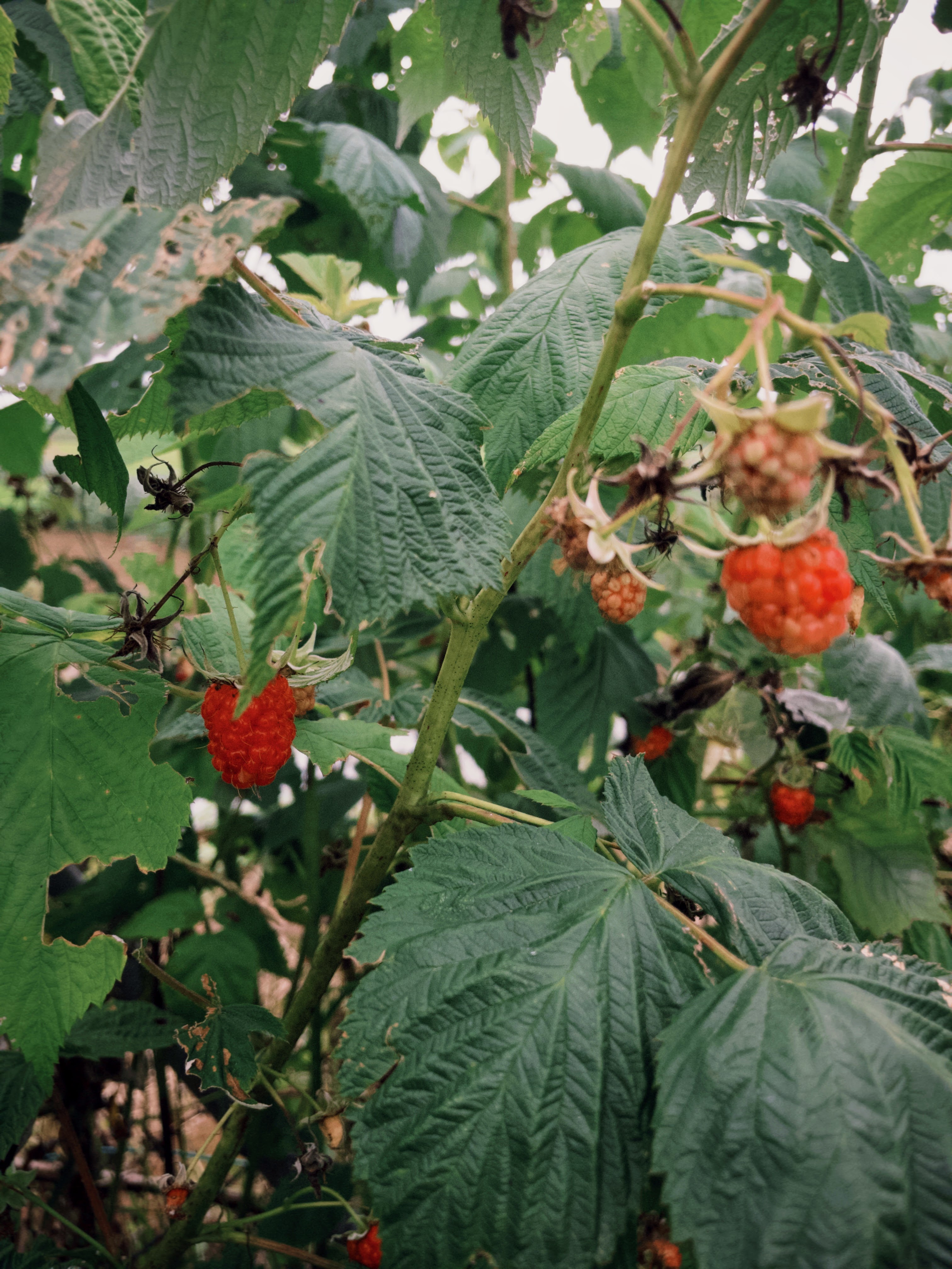 fxn 2025-07-30 124726.262