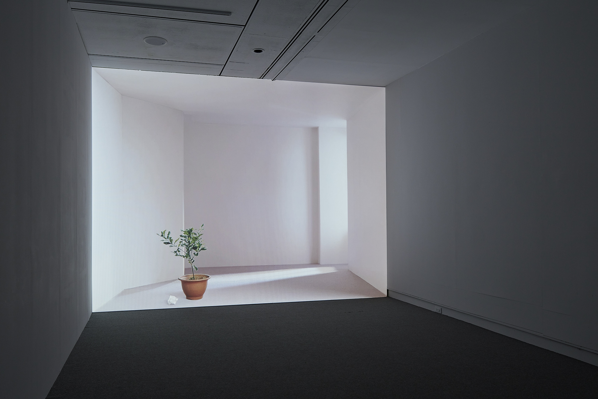 王雅慧,《日光下的靜物》,2005,錄像裝置,4分36秒。臺北市立美術館典藏。