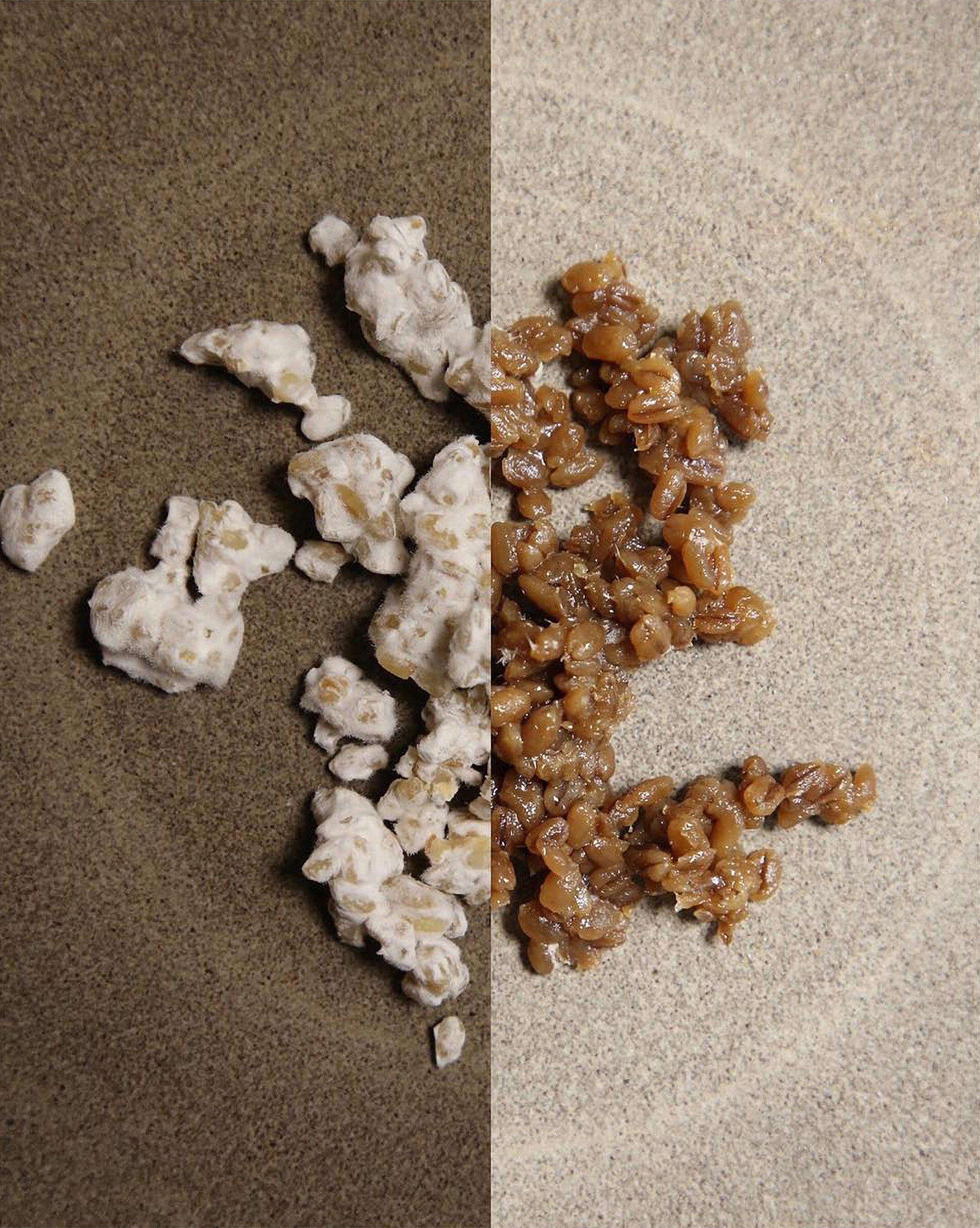 NP_Journal_BlackKoji_01