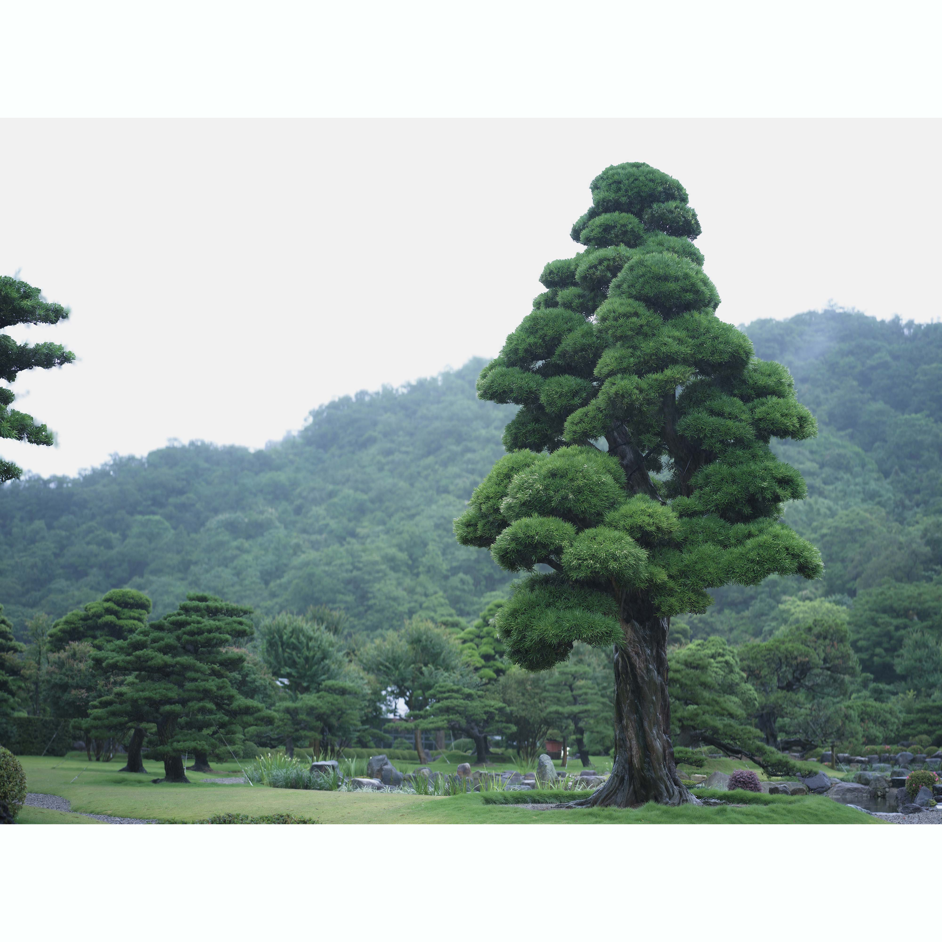 450 歲羅漢松