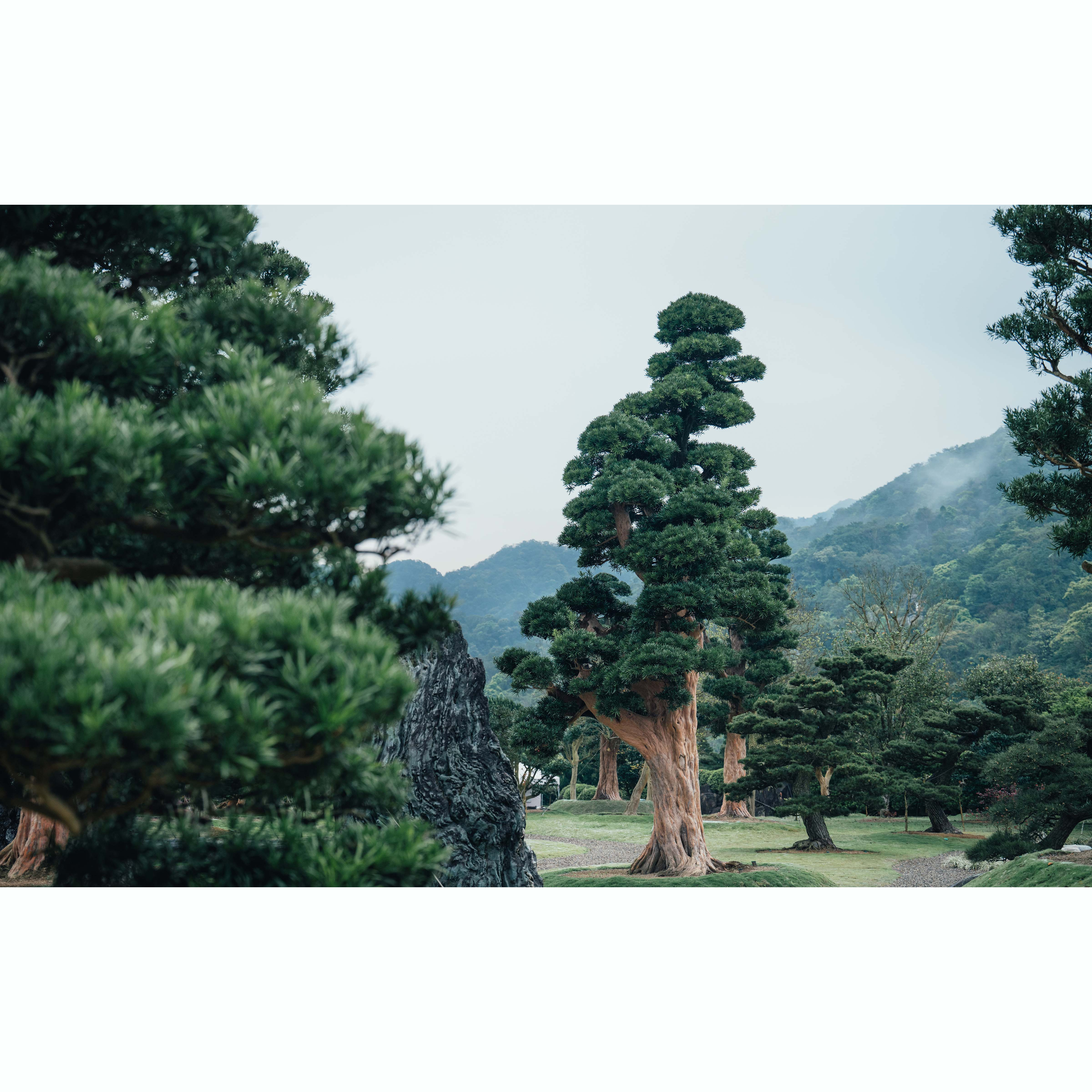 450 歲羅漢松