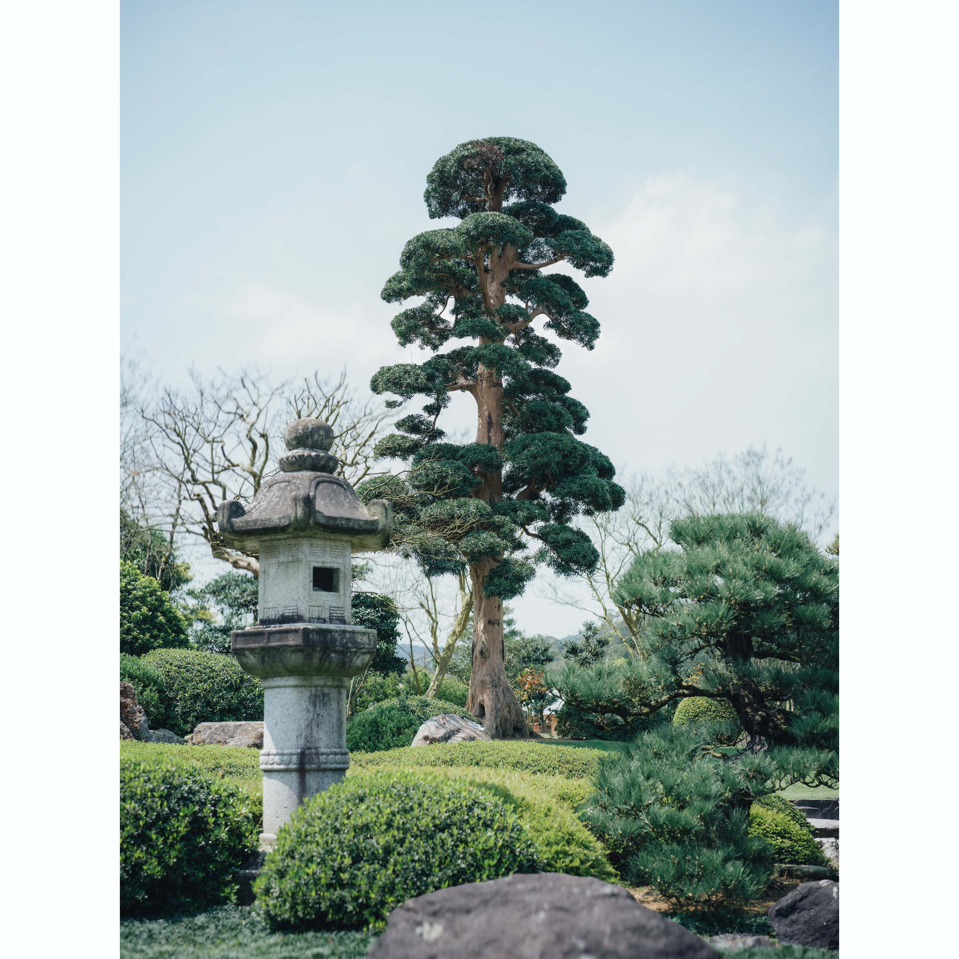 八米羅漢松