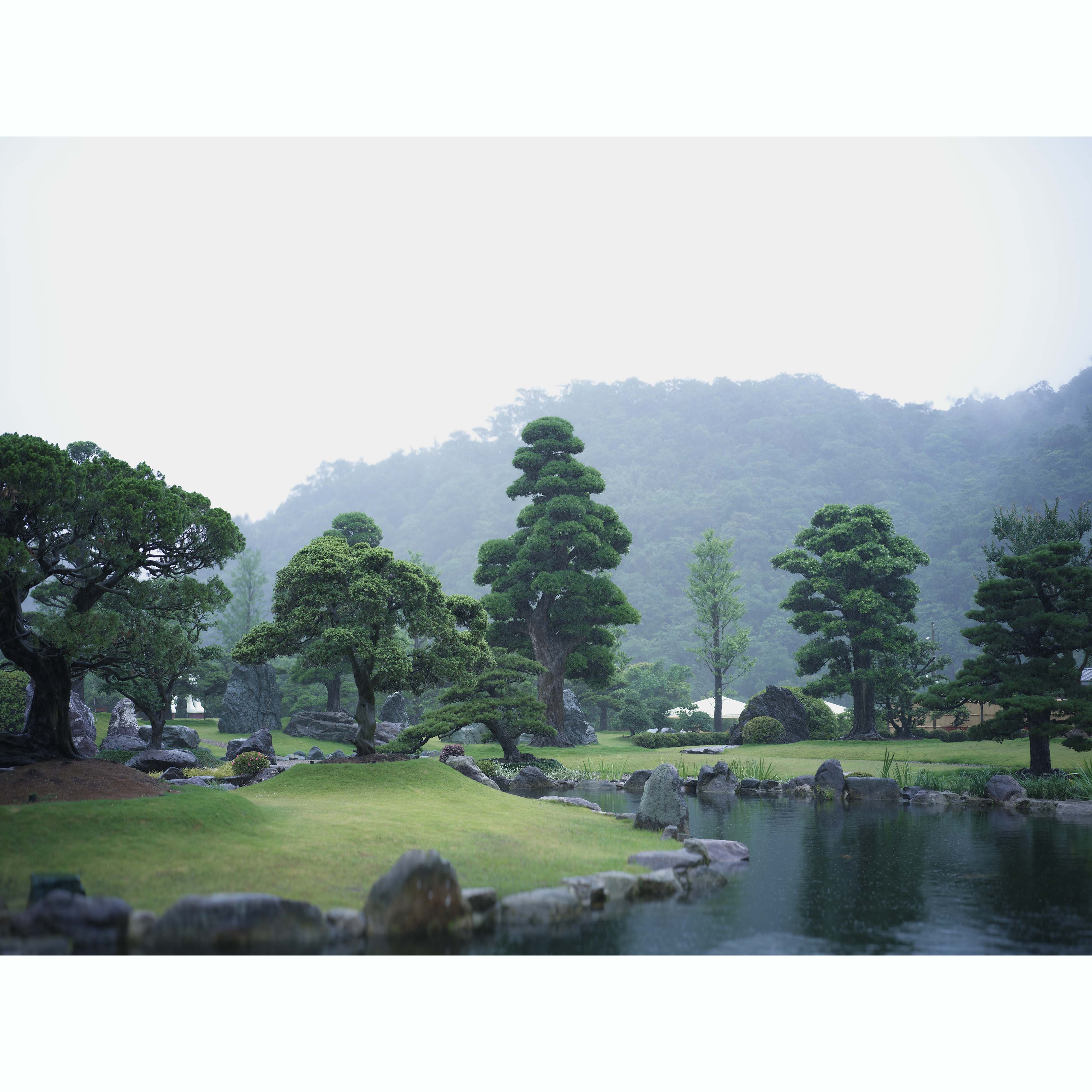 羅漢松遠景