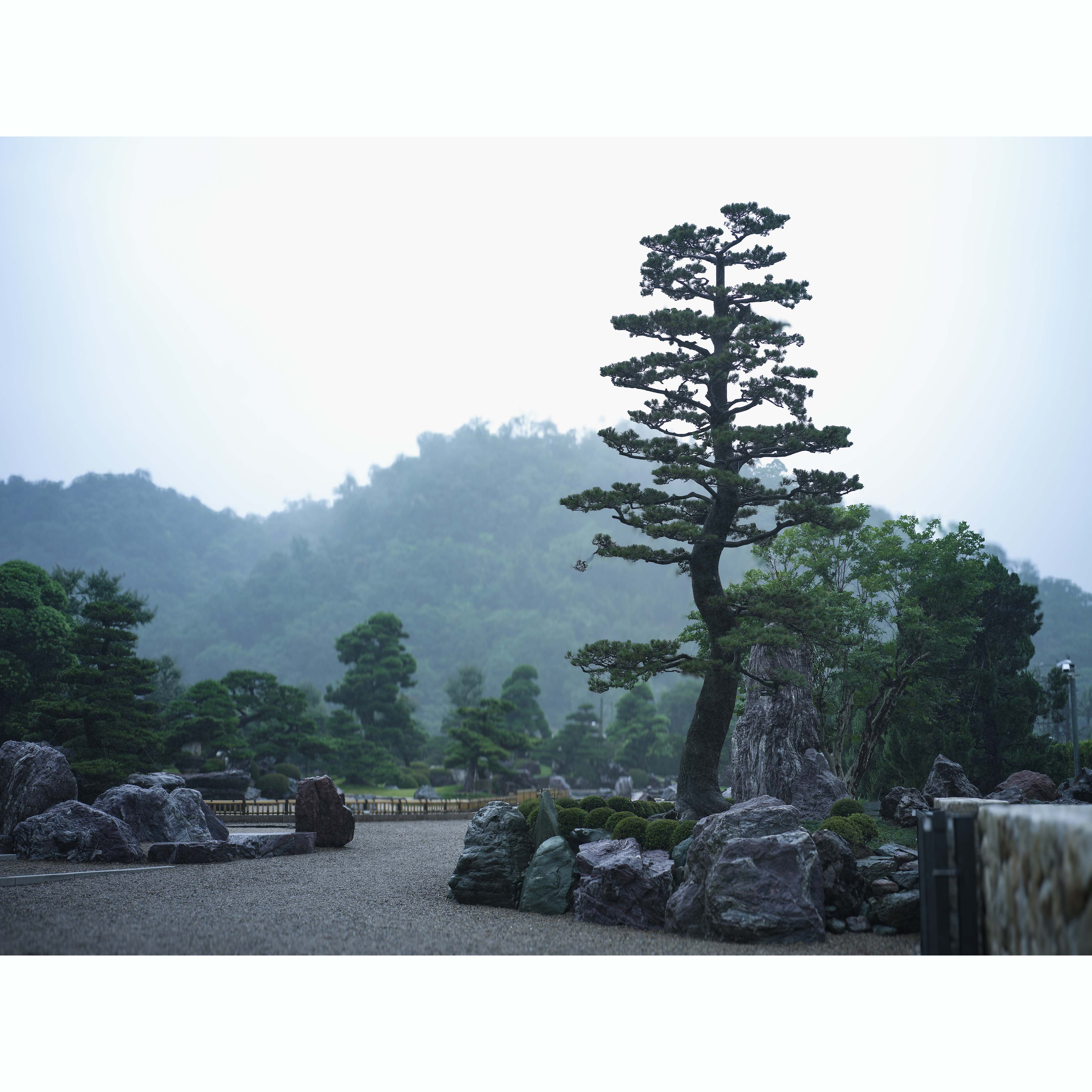 十米黑松