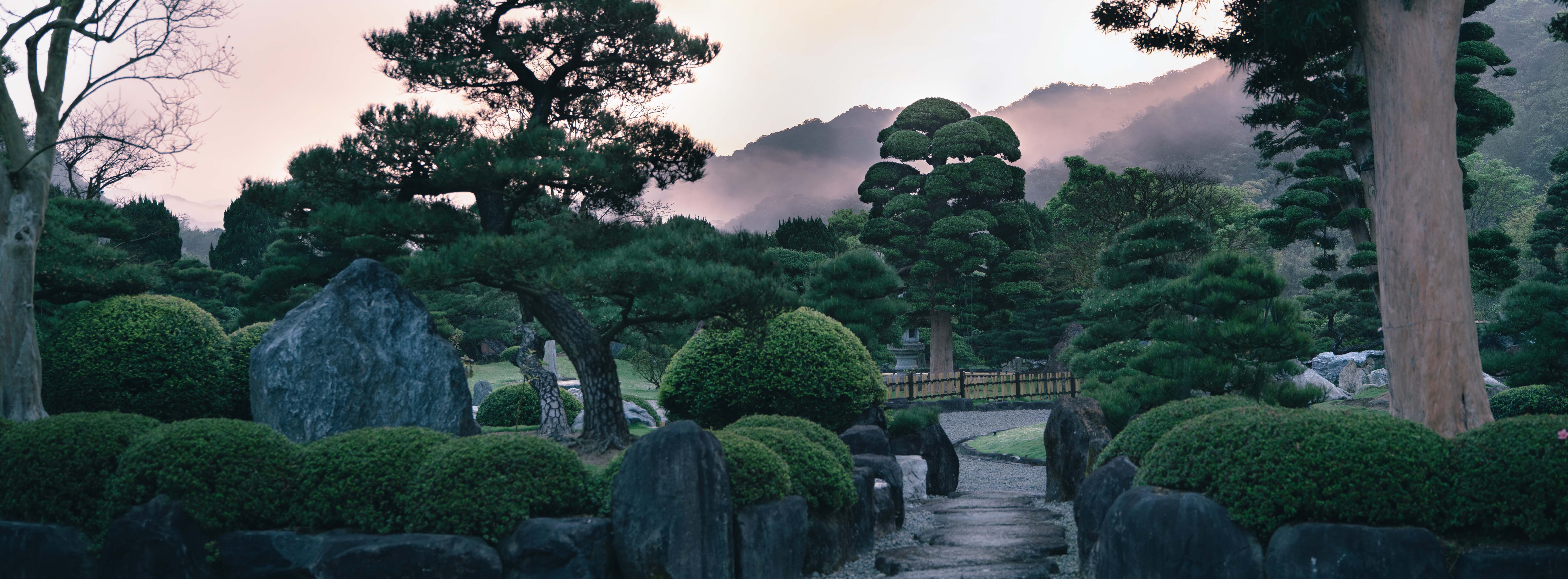 山中霧氣羅漢松
