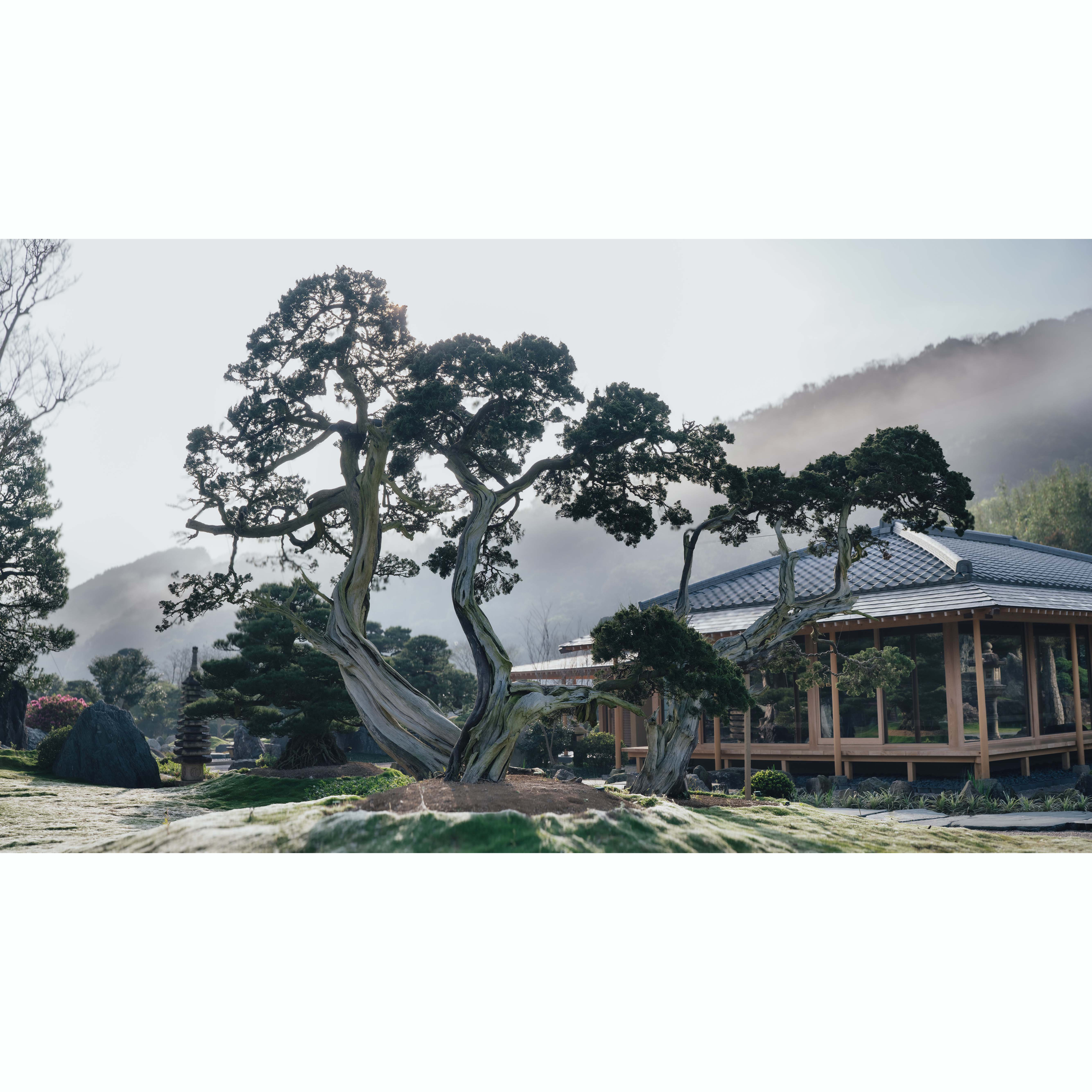 真柏