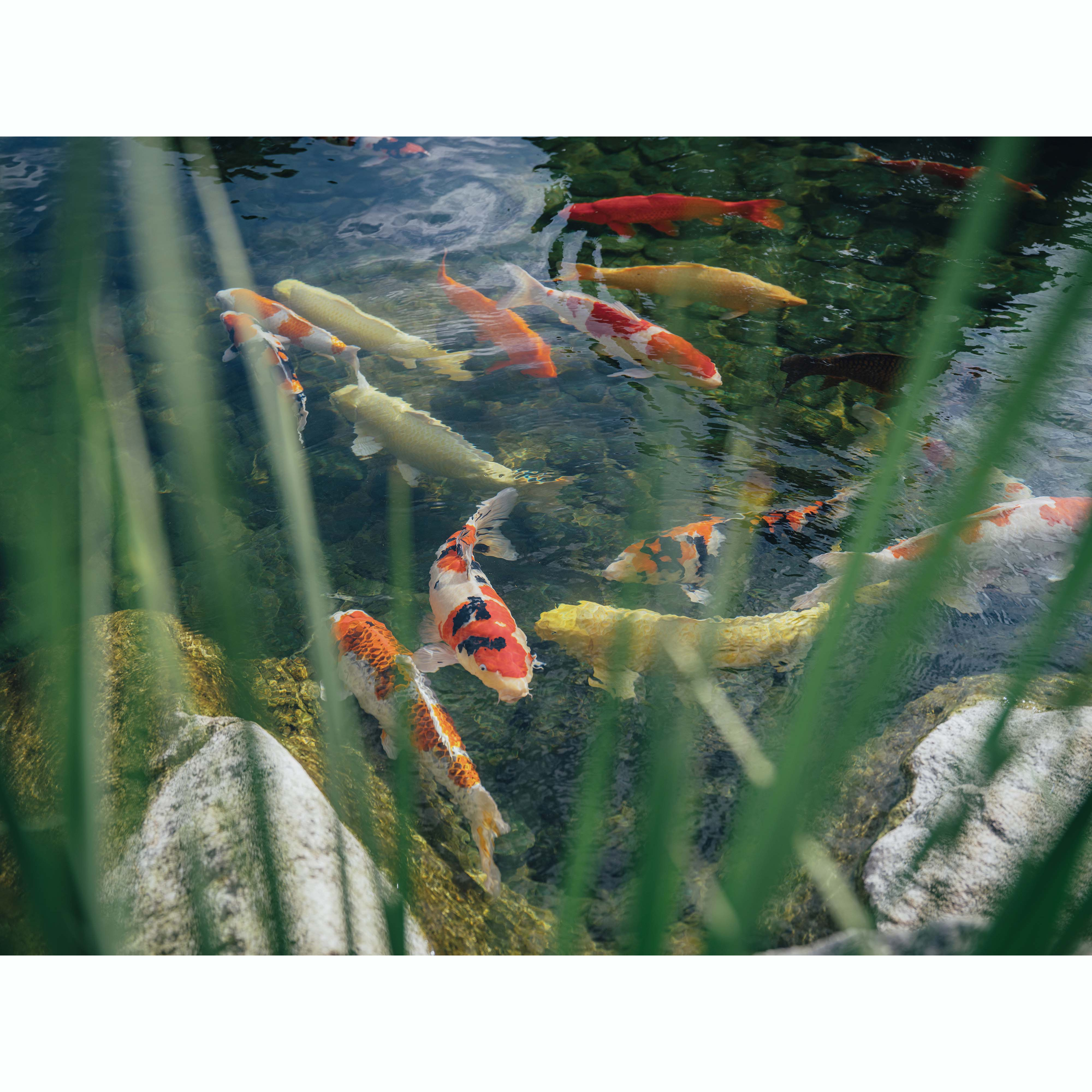 福岡鯉魚