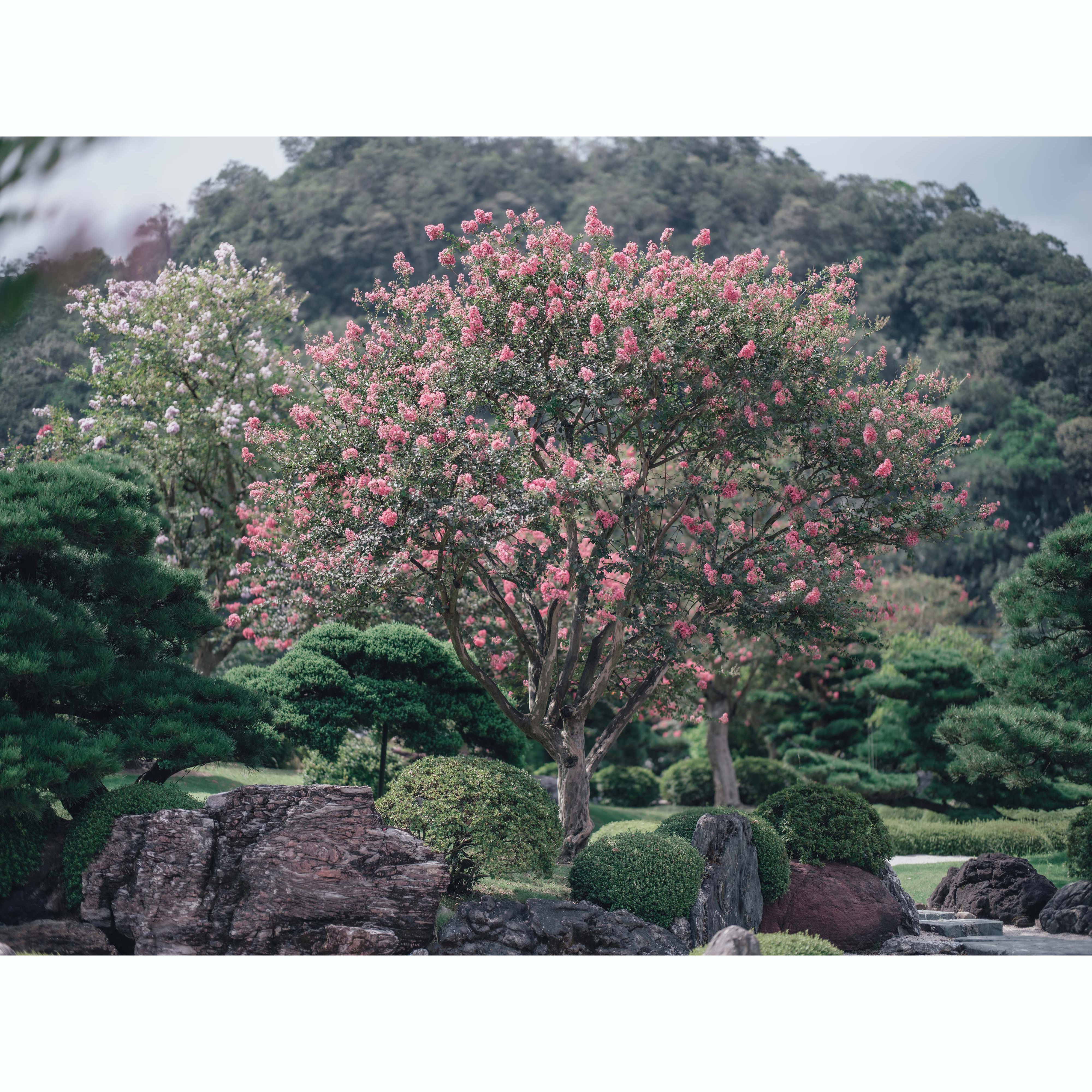 紫薇